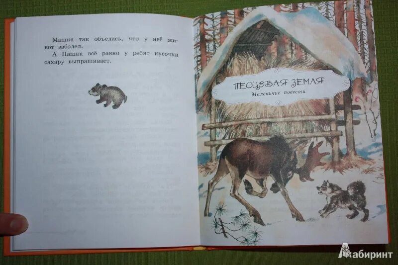 Снегирев сказки о природе. Г снегирев медвежата. Снегирев рассказы текст. Снегирев рассказы текст. Короткие рассказы снегирёва.