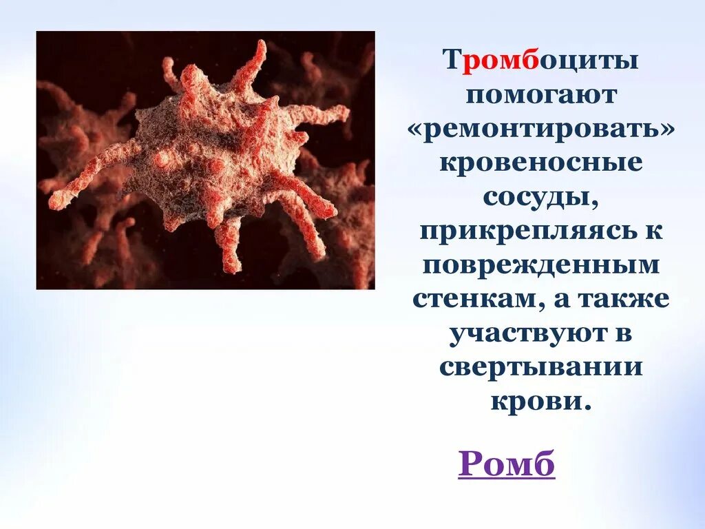 Кровеносный сосуд тромбоцит. Тромбоциты при повреждении стенки сосуда. За сколько дней рромб прикрепляется к сосуду.