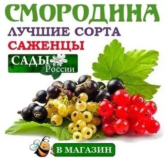 Магазин смородина