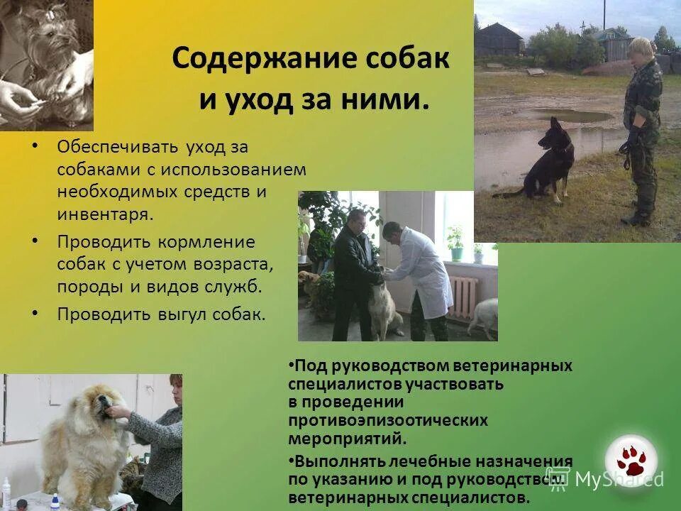 Забота о собаке. Ксолоитцкуинтли порода описание содержание воспитание. Памятка по уходу за собакой. Уход и содержание собак. Вычесывание лабрадора.