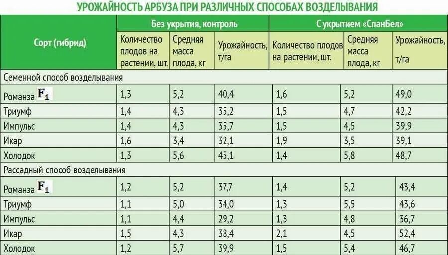 Сколько арбузов на гектар