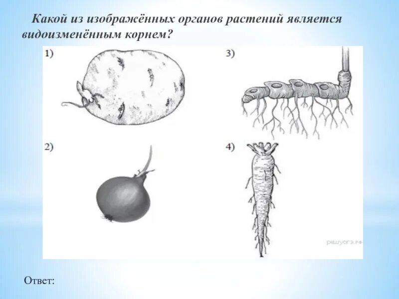 Растений являются видоизмененными корнями. Какой из органов растений является видоизмененным корнем. Органов растений является видоизменённым корнем?. Видоизмененные плоды. Что является видоизмененным корнем.