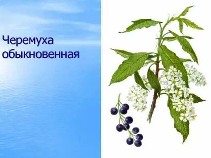 Внешнее строение черемухи