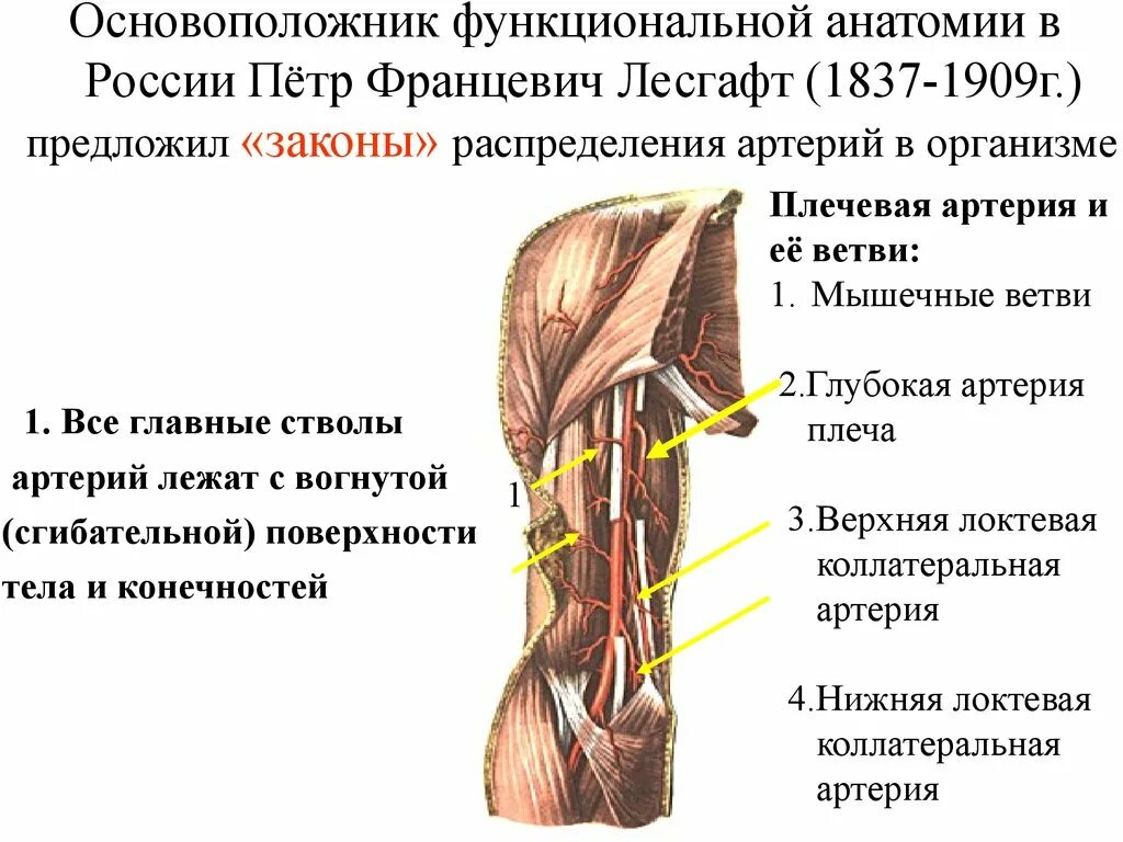 Принципы распределения артерий. Закономерности распределения артерий и вен в теле человека. Закономерности распределения мышц. Лесгафт анатомия. Распределите мышцы по группам