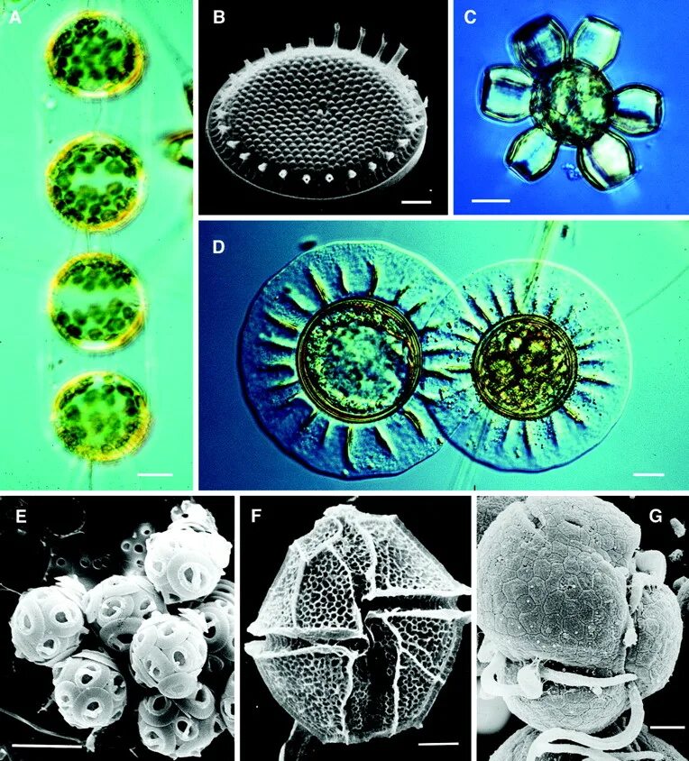 Фитопланктон тетраселмис. Фитопланктон диатомовые водоросли. Tetrahedron фитопланктон. Фитопланктон электромикроскопия. Фитопланктон дать определение