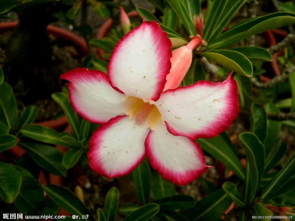 адениум сорт magic carousel. адениум royal queen. адениум purple plum. адениум sunset venice. адениум ленд интернет.