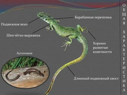 Ящерица оплодотворение