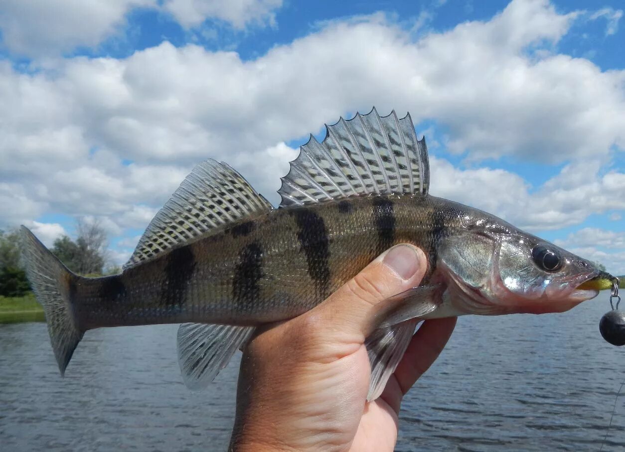 Берш. Берш окунь судак. Бёрш sander volgensis. Берш рыба. Каспийский берш.