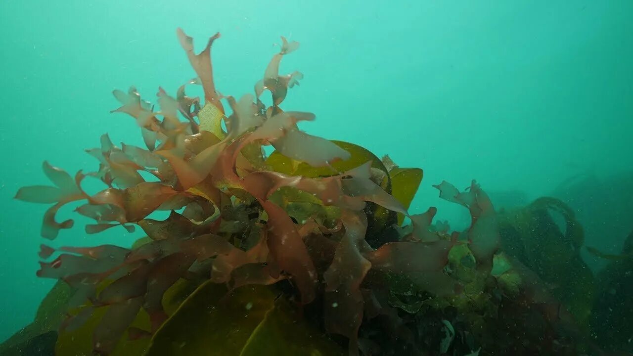 Водоросли белого моря фукус. Морская капуста с фукусом. Бурые водоросли Fucus evanescens. Фукус бурая водоросль белое море.