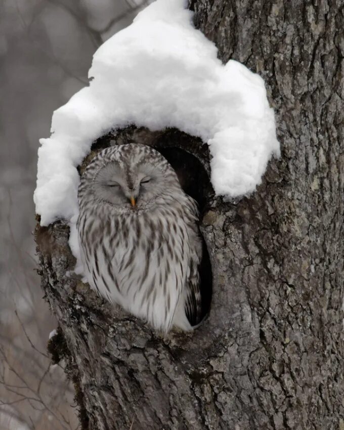 Сова зимой. Сонный совенок. Сова спит. Сова спит. Сова птица.
