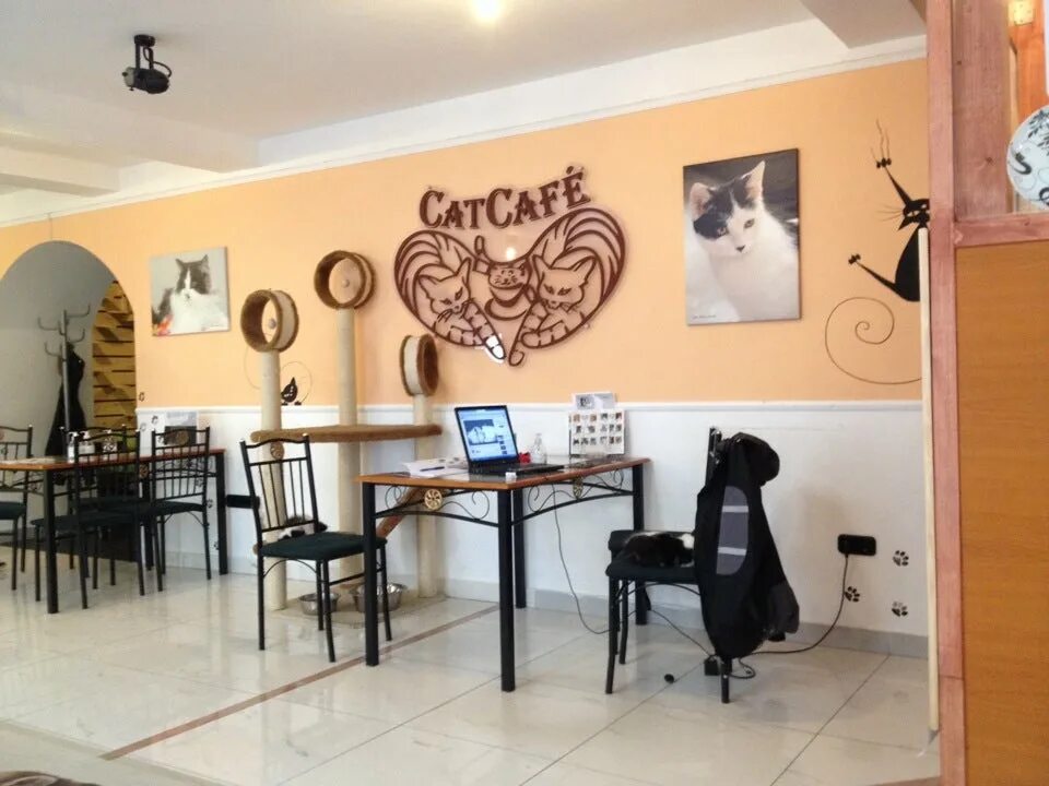 Кэт кафе. Cat Cafe Будапешт. Кафе с кошками в Будапеште. Кэт кафе Батуми. Кафе с кошками.