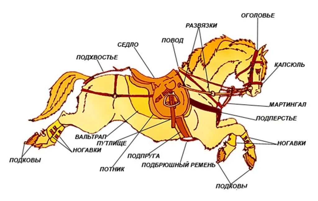 Конь части слова. Конная амуниция названия. Элементы седла для лошади. Название и Назначение конной амуниции. Экипировка лошади названия.