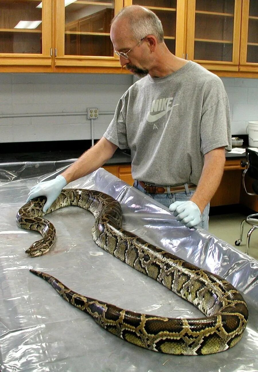 Large python