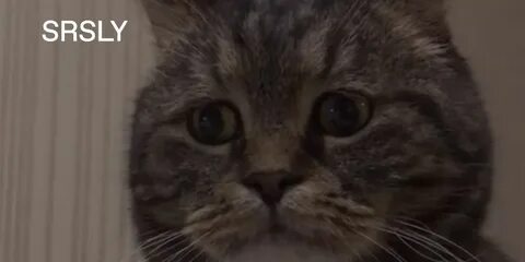 Видео с грустными котиками