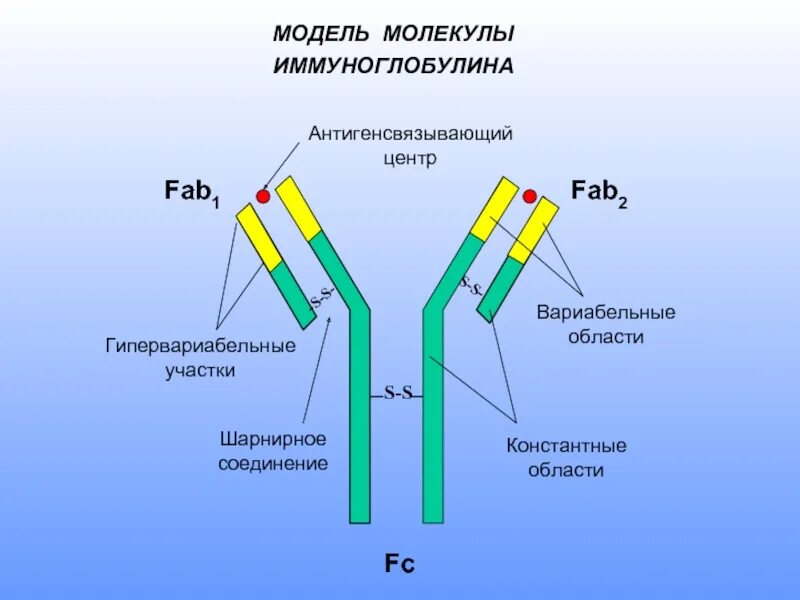 Fc фрагмент. Fc фрагмент молекулы иммуноглобулина. вариабельный участок иммуноглобулина. константный участок иммуноглобулина. участок молекулы иммуноглобулина.