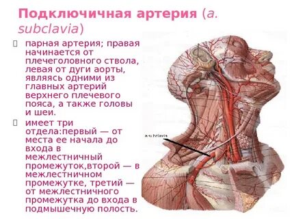 Продолжение подключичной артерии