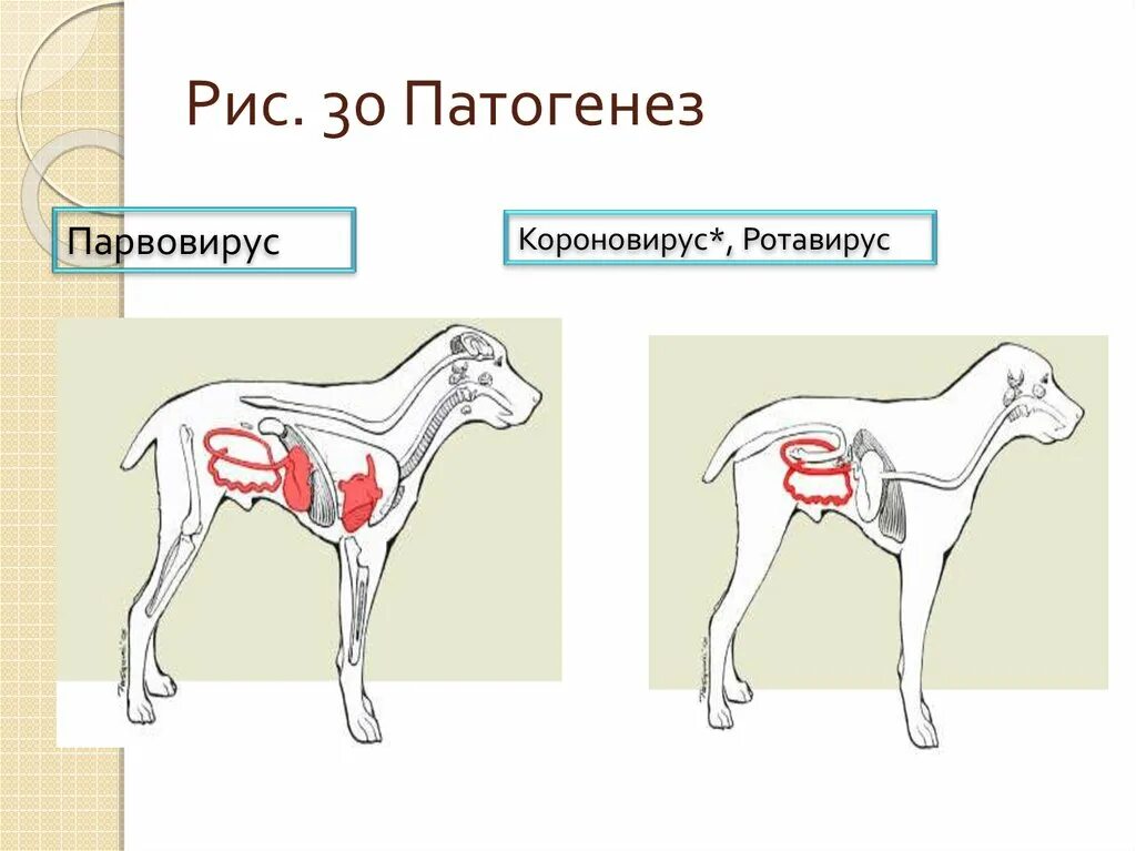 Парвовирусный энтерит патогенез. Патогенез парвовирусного энтерита собак. Признаки энтерита у собаки