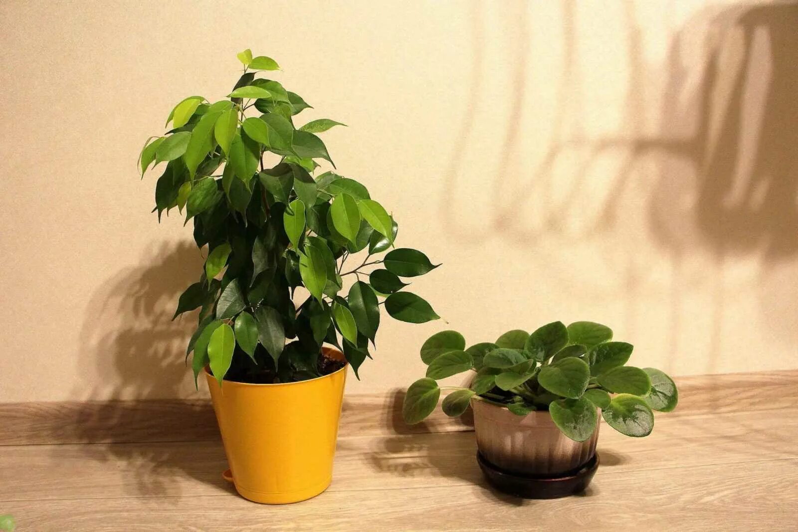 Фикус мондо. Фикус даниэлла. Собака фикус. Собака фикус. Фикус эластика салатово-зеленый.