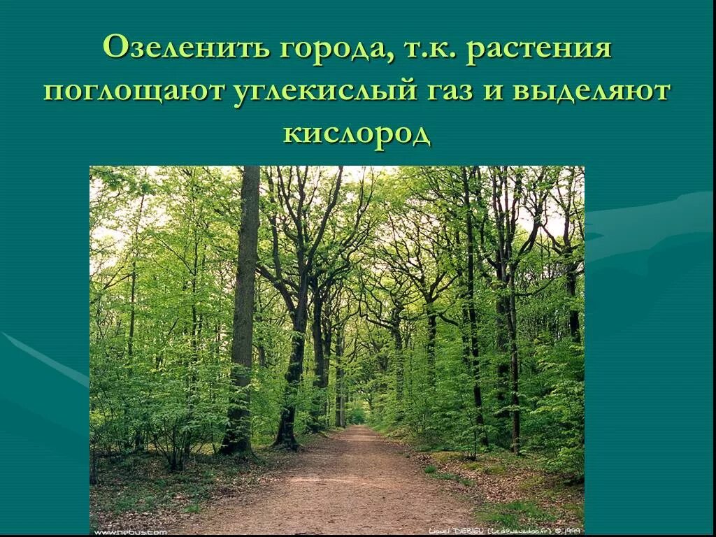 Зеленые растения днем поглощают кислород. Что выделяют растения. Растения поглощают углекислый ГАЗ. Растения выделяют кислород. Растения поглощают кислород.