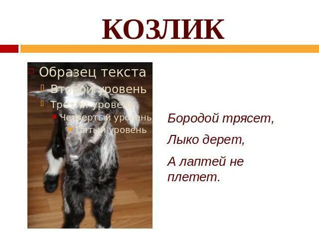 Загадка про козла. Загадка про козу. Бородой лыко лаптей загадка. Домашние животные с бородой. С бородой а не старик с рогами а не бык лыко дерет а лаптей не плетет.