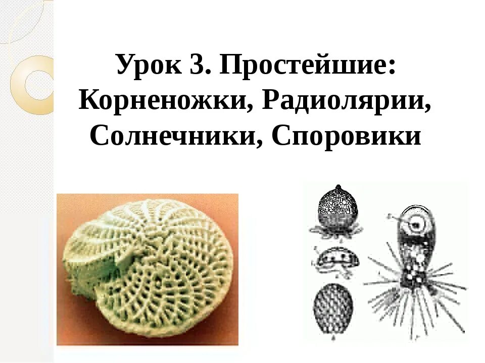 Тип корненожки. Корненожки радиолярии солнечники споровики. фораминиферы радиолярии солнечники. солнечники радиолярии корненожки. корненожки лучевики солнечники.