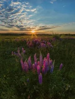 Люпины чебоксары