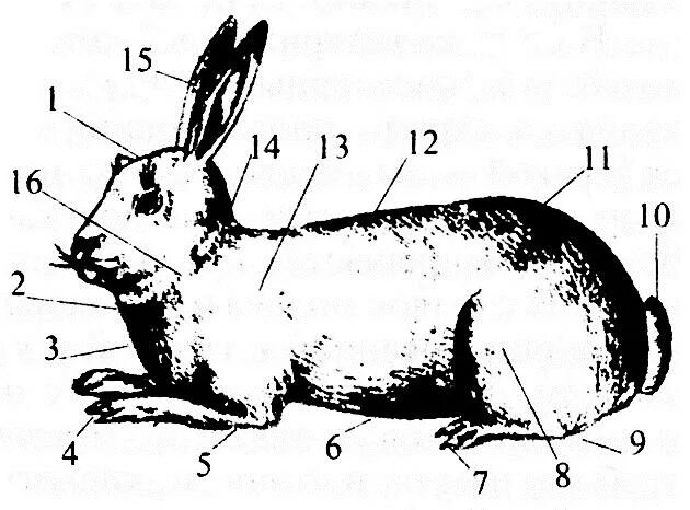 Отделы тела кролика. Стати тела кролика. Лимфатические узлы кролика.