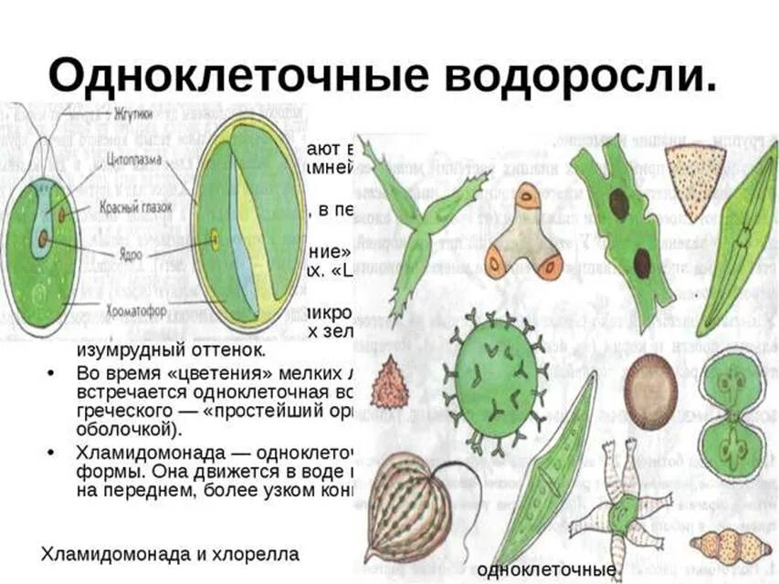 Назовите одноклеточные водоросли