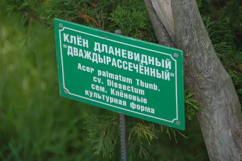 График работы дендрарий. Сочинский дендрарий таблички. школьный дендрарий. табличка с названиями растений в дендрарии. дендрарий режим работы.