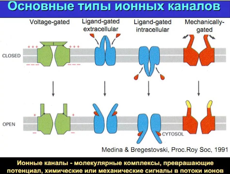 Ферменты клеточной мембраны