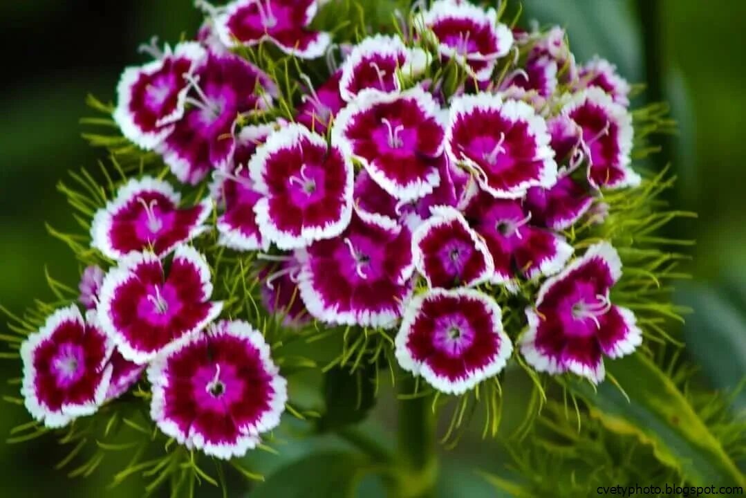 Гвоздика бородатая - Dianthus barbatus. Диантус, гвоздика (турецкая). Гвоздика турецкая «Холборн Глори». Гвоздика турецкая (бородатая). Цветы турецкой гвоздики