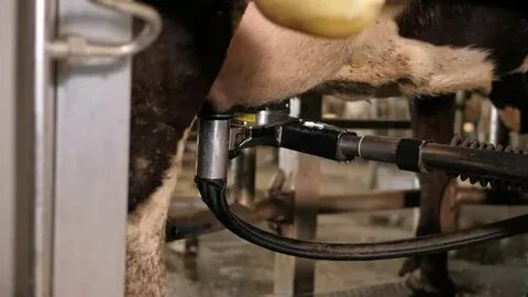 Олар субұрқақты тамашалауды аяқтайды