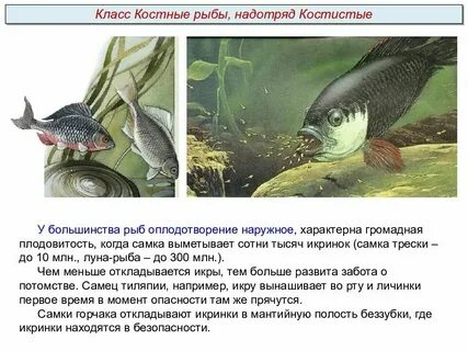 Для рыб характерно оплодотворение