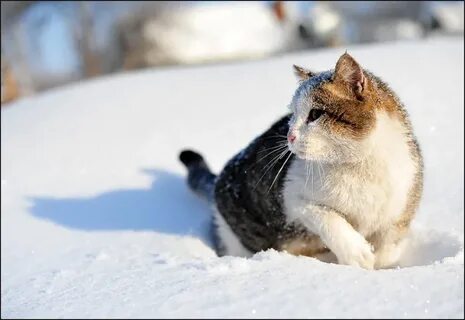 Котик февраль