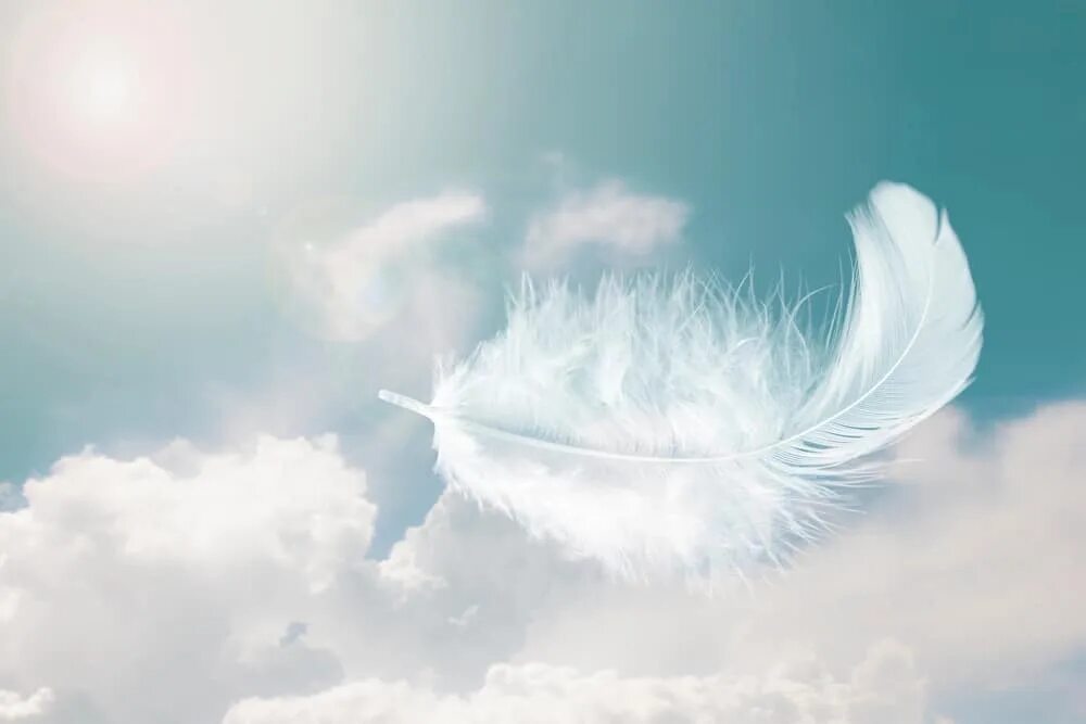 Soft feather