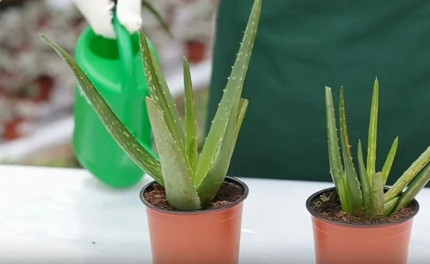 Как правильно ухаживать за алоэ. Aloe vera bakimi. Как правильно ухаживать за алоэ. Алоэ древовидное столетник. Алоэ древовидное столетник.