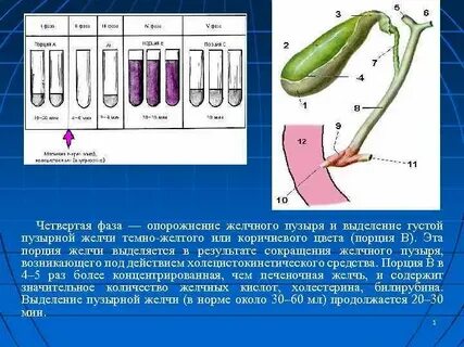Цвет желчи в норме