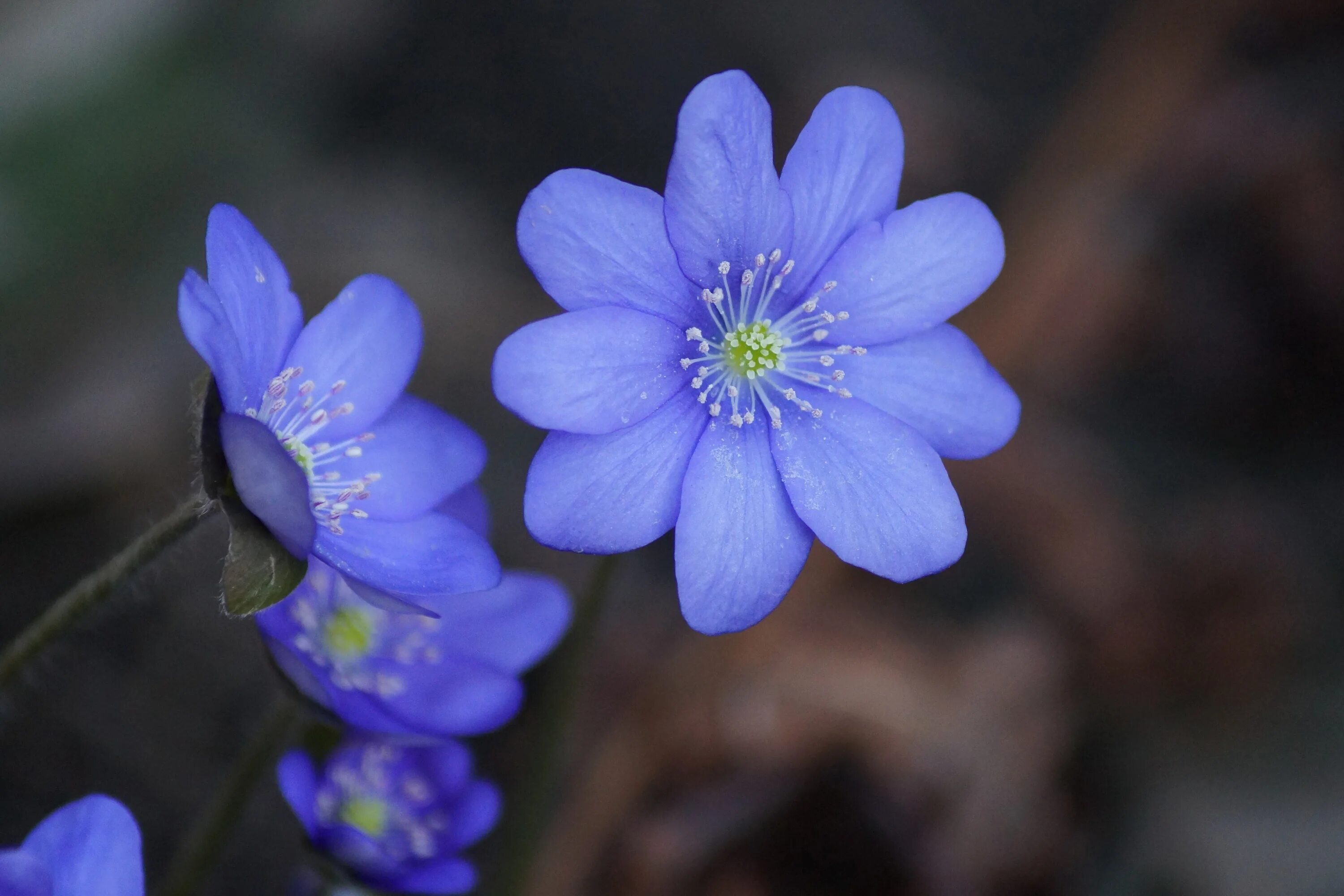 Печеночница благородная (hepatica Nobilis). Печёночница благородная Лютиковые. Печёночница Лютиковые. Лютик печеночница.