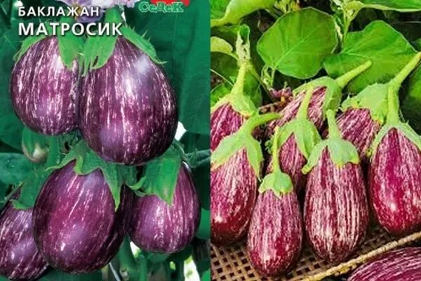 Баклажан матросик фото Баклажаны BoriNat 140460 купить по выгодным ценам в интернет-магазине OZON (89