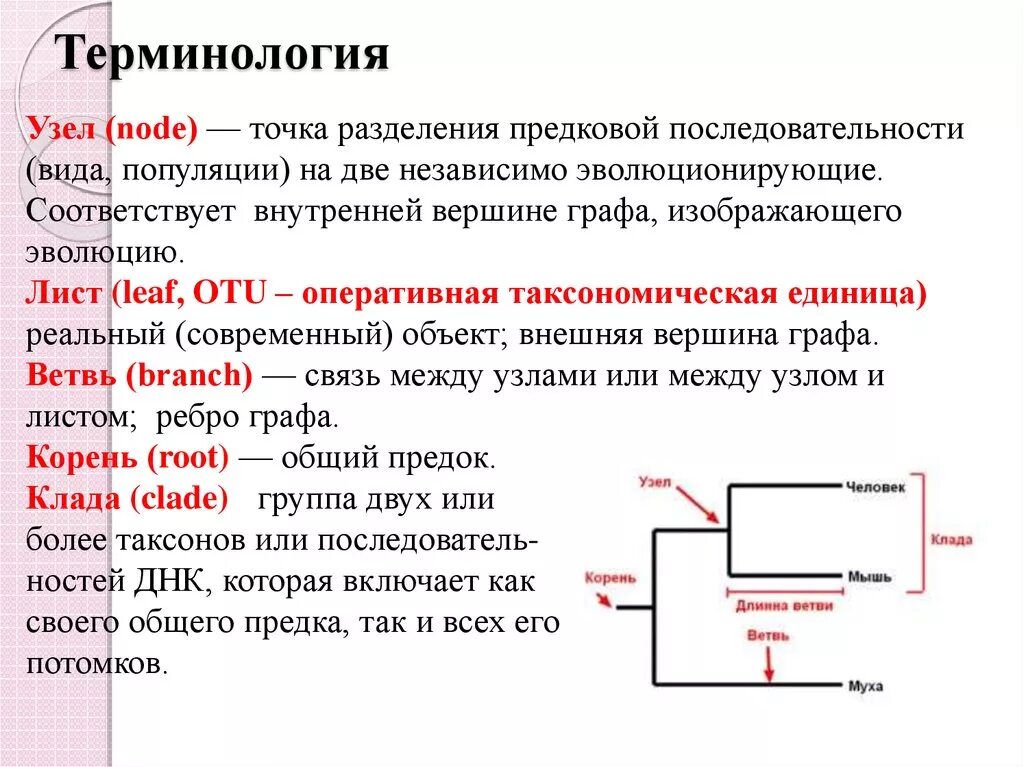 Ветви графа. Корень графа. Корень графа Информатика. Ветви связи.