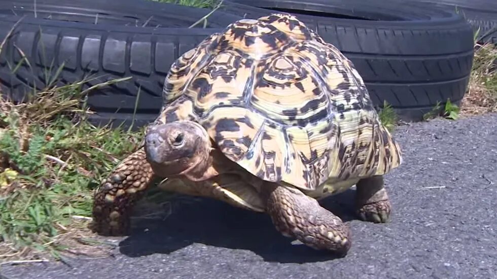 Fast tortoise