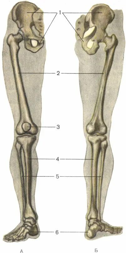 Линия камбаловидной мышцы большеберцовой кости. Отпечаток стопы. Кости ноги. Анатомия голени человека. Строение мышц стопы снизу.