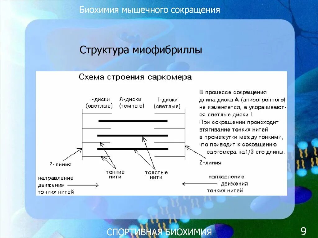 Биохимия мышечная. Сокращение мышц биохимия. Строение миофибриллы биохимия. Структура мышечного биохимия. Строение мышц биохимия.