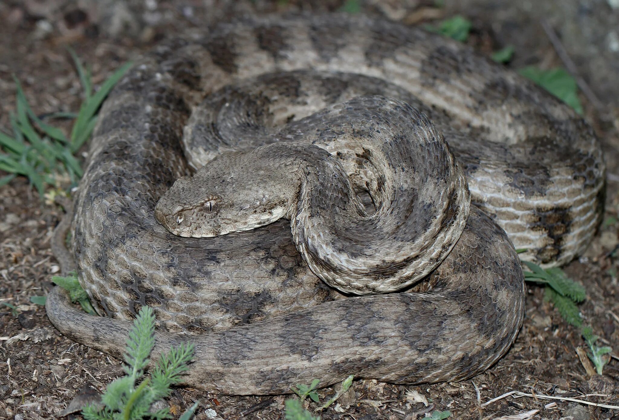 Семена гадюка. Гадюка Гюрза. Гюрза Vipera lebetina. Гюрза Закавказская. Среднеазиатская Гюрза.