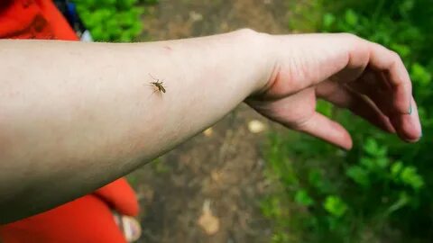 Укусы летающих насекомых