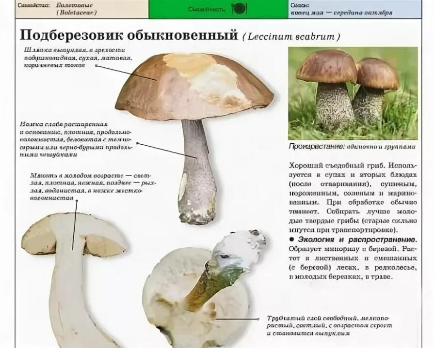 Гриб подберезовик ложный описание. Двойник подберезовика гриба. Ядовитый двойник подберезовика. Гриб подберезовик ложный описание. Подберезовик гриб съедобный и ложный.