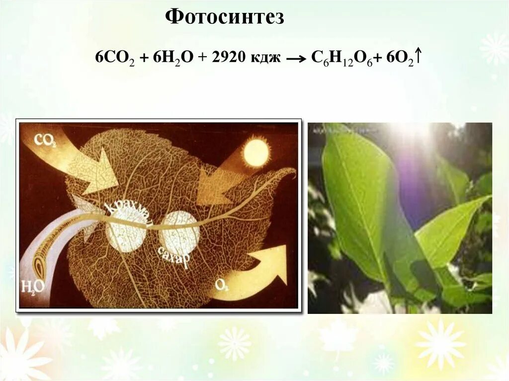 Co2 h2o фотосинтез. 6co2 c6h12o6+6o2 фотосинтез. C6h12o6+. СN(н2о)m.