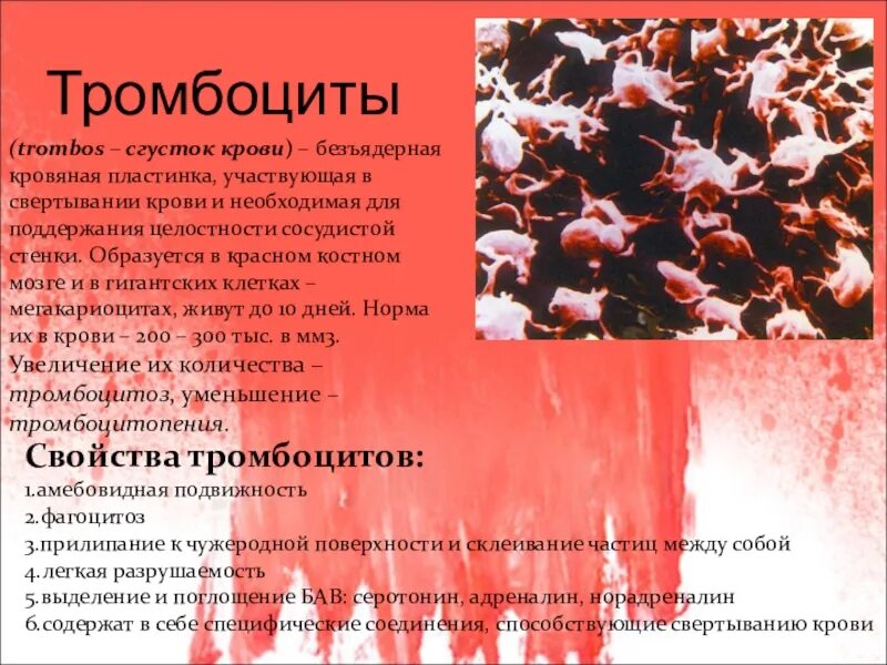 Как поднять тромбоциты у женщин. Тромбоциты. тромбоциты кровяные пластинки. увеличение количества тромбоцитов в крови. низкие тромбоциты в крови причины.
