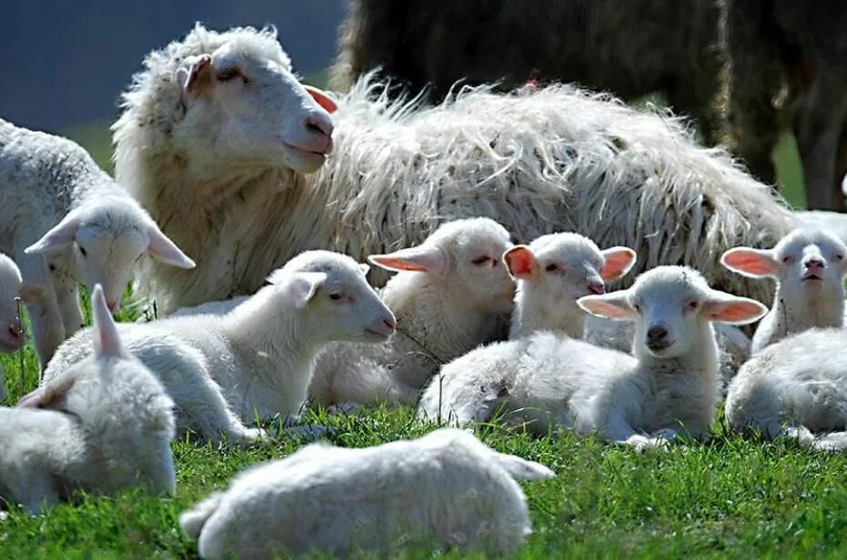 Недельный ягненок. Милые овцы. Ягненок. Много ягнят. Овца с ягненком.