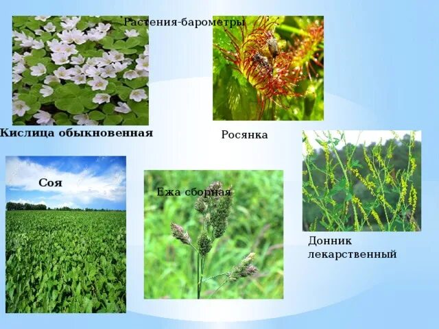 Цветы барометры. Живые барометры растения. Какое растение является природным барометром. Растения барометры для детей. Какое растение является природным барометром.